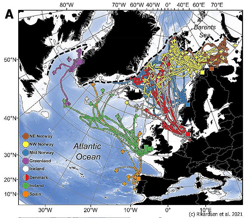 Figur med kart som viser laksens vandring i Atlanterhavet